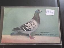 Pigeon lancashire winner for sale  AIRDRIE