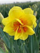 Daffodil tahiti bulbs for sale  CAMBRIDGE