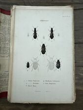 Iconographie et histoire naturelle Coléoptères. DEJEAN 78 Blatt um 1829, usado comprar usado  Enviando para Brazil