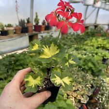 PELARGONIUM ‘HAPPY THOUGHT’! VARIEGATED GERANIUM! for sale  Shipping to South Africa