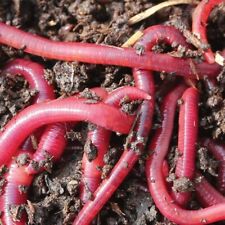 100grms red worms for sale  HOLYWELL