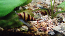 Escargots aquarium anantome d'occasion  Saint-Denis-de-l'Hôtel