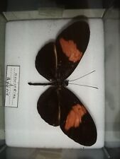 Papillon heliconius ailes d'occasion  Saint-Marcellin
