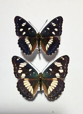Nymphalidae LIMENITIS REDUCTA*****pair 2nd. Generation***** ITALY, used for sale  Shipping to South Africa