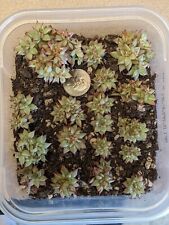 collection plants succulent for sale  Springfield