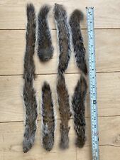 Dried grey squirrel for sale  BRISTOL