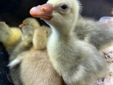 Embden toulouse goose for sale  HOLSWORTHY