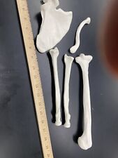 Scientific human bone for sale  Vincentown