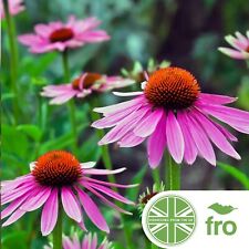 Organic echinacea seeds for sale  MANCHESTER