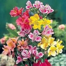 Más de 25 semillas florales mezcla de Alstroemeria Dr. Salter / lirio peruano / perenne, usado segunda mano  Embacar hacia Argentina