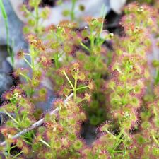 sundew for sale  Shipping to Ireland