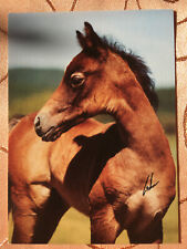 Postkarte pferde symposion gebraucht kaufen  Hamburg