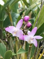 Dendrobium telekon fragrant for sale  Sebastopol