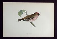 Mealy redpoll original for sale  ILKLEY