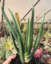 Aloe hercules caudex d'occasion  Le Cannet