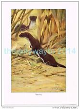 Weasel book illustration for sale  BOURNEMOUTH