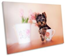 Yorkie puppy teacup for sale  UK