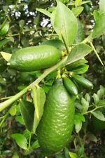Limone caviale verde usato  Sciacca