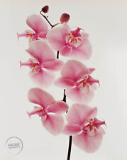 1980 De colección IRVING PENN híbrido orquídea foto grabado arte 12x14 segunda mano  Embacar hacia Mexico