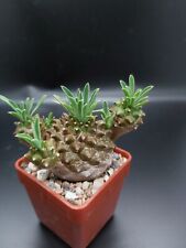 5cm plant pots for sale 5cm plant pots for sale CLACTON-ON-SEA