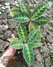 Calathea Warscewiczii Free Phytosanitary Dhl Express, used for sale  Shipping to South Africa