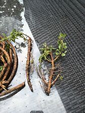 Fresh Chinook Hop Rhizomes, used for sale  Shipping to South Africa
