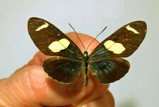 HELICONIUS SARA APSEUDES ****FEMALE**** BRAZIL for sale  Shipping to South Africa