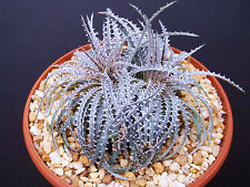 DYCKIA FOSTERIANA, silver star exotic terrestrial bromeliad rare seed 25 seeds, used for sale  Shipping to South Africa