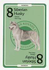 Siberian husky american for sale  COLEFORD