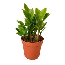 Plant live houseplant for sale  Tampa