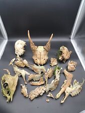 British fallow skull for sale  EDGWARE