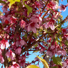 Cherry blossom okame for sale  LLANDYSUL