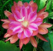 Epiphyllum marmalade punch for sale  Fremont