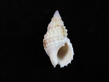 Sea shell nassarius for sale  Shipping to Ireland