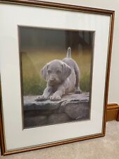 weimaraner for sale  Shipping to Ireland