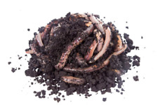 Kompostwürmer 250 stück gebraucht kaufen  Bad Friedrichshall