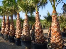 Washingtonia robusta palm for sale  UK
