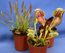 Collection carnivorous plants for sale  AMMANFORD