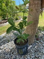 Garcinia livingstonei african for sale  Cape Coral