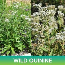 Wild quinine seeds for sale  Belmont