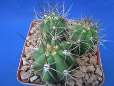 Echinopsis terscheckii cactus for sale  Tucson