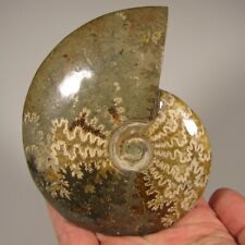 4.6 whole ammonite for sale  Acworth