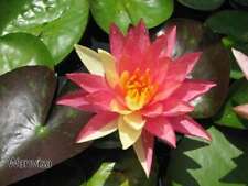 Wanvisa water lily for sale  MARKET RASEN