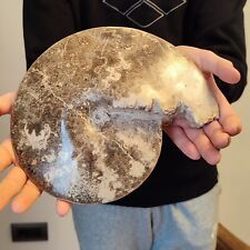 Fossile grande ammonite usato  San Severino Marche