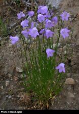 Perennial wildflower harebell for sale  LEICESTER