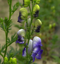 Herbsteisenhut cloudy aconitum gebraucht kaufen  Bad Zwischenahn