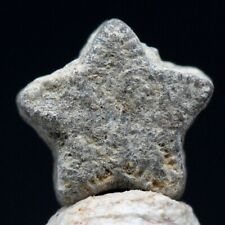 Star crinoid fossil for sale  Tucson