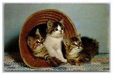 Three cute tabby for sale  Sobieski