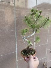 bonsai pinus usato  Italia