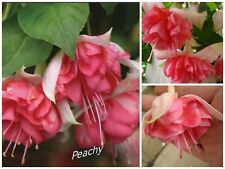 Fuchsien peachy bewurzelte gebraucht kaufen  Naila